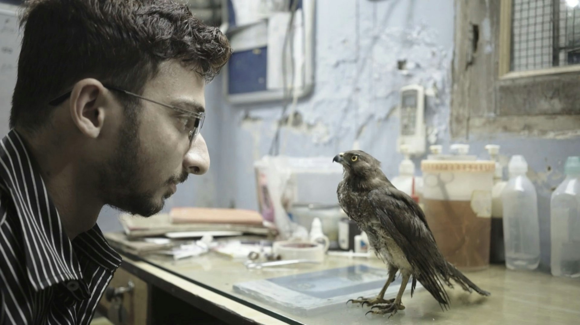 The brothers rescuing Delhi’s birds falling from the sky