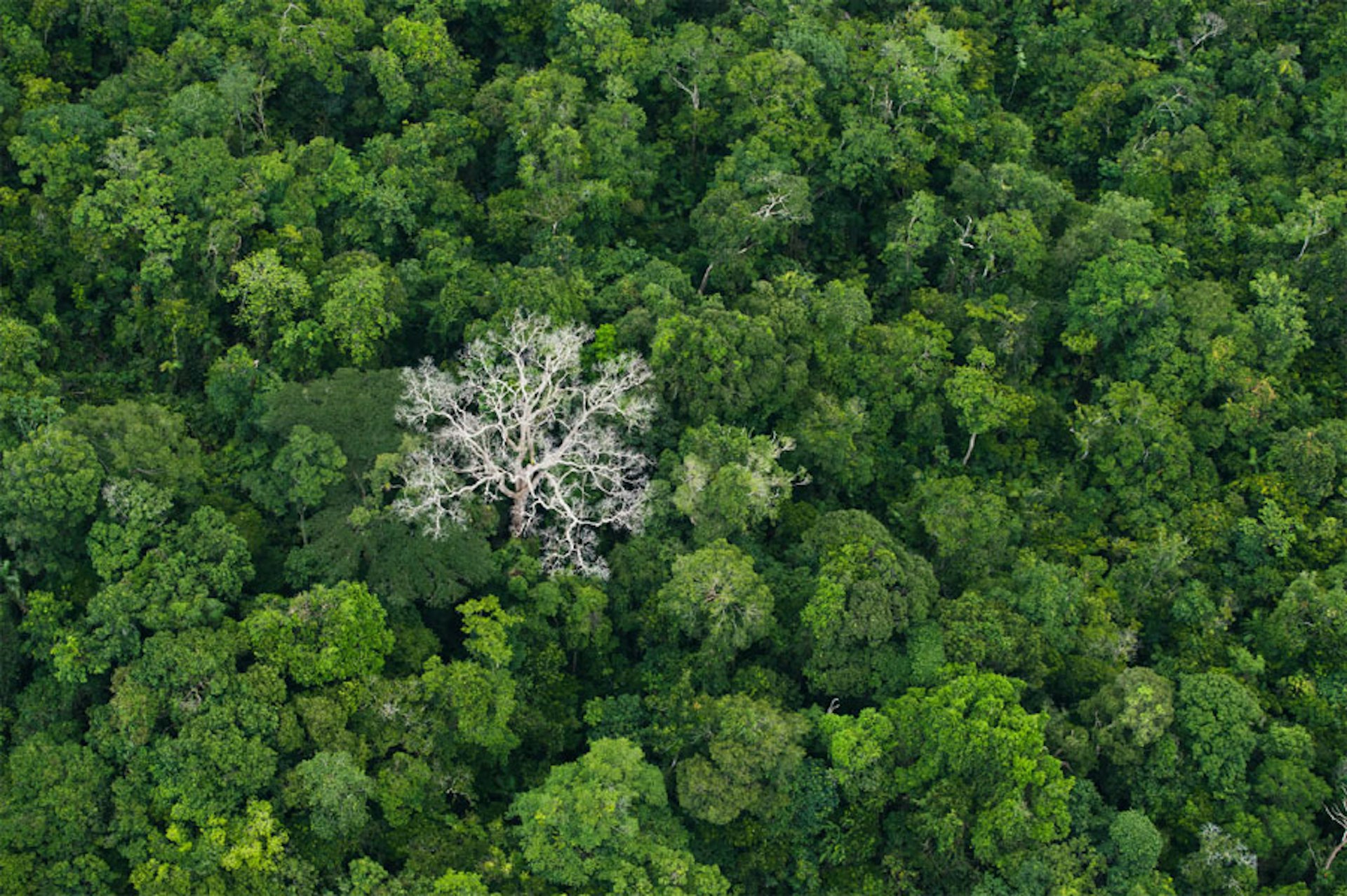 The changing face of the Amazon, in photos