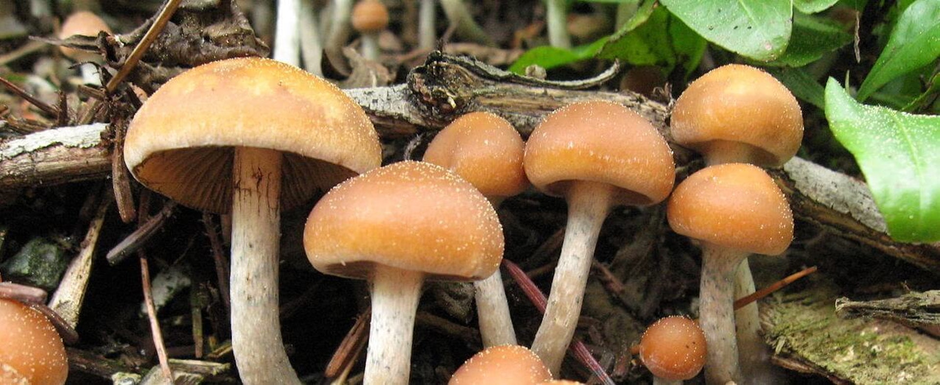How Magic Mushrooms could hold the key to curing depression