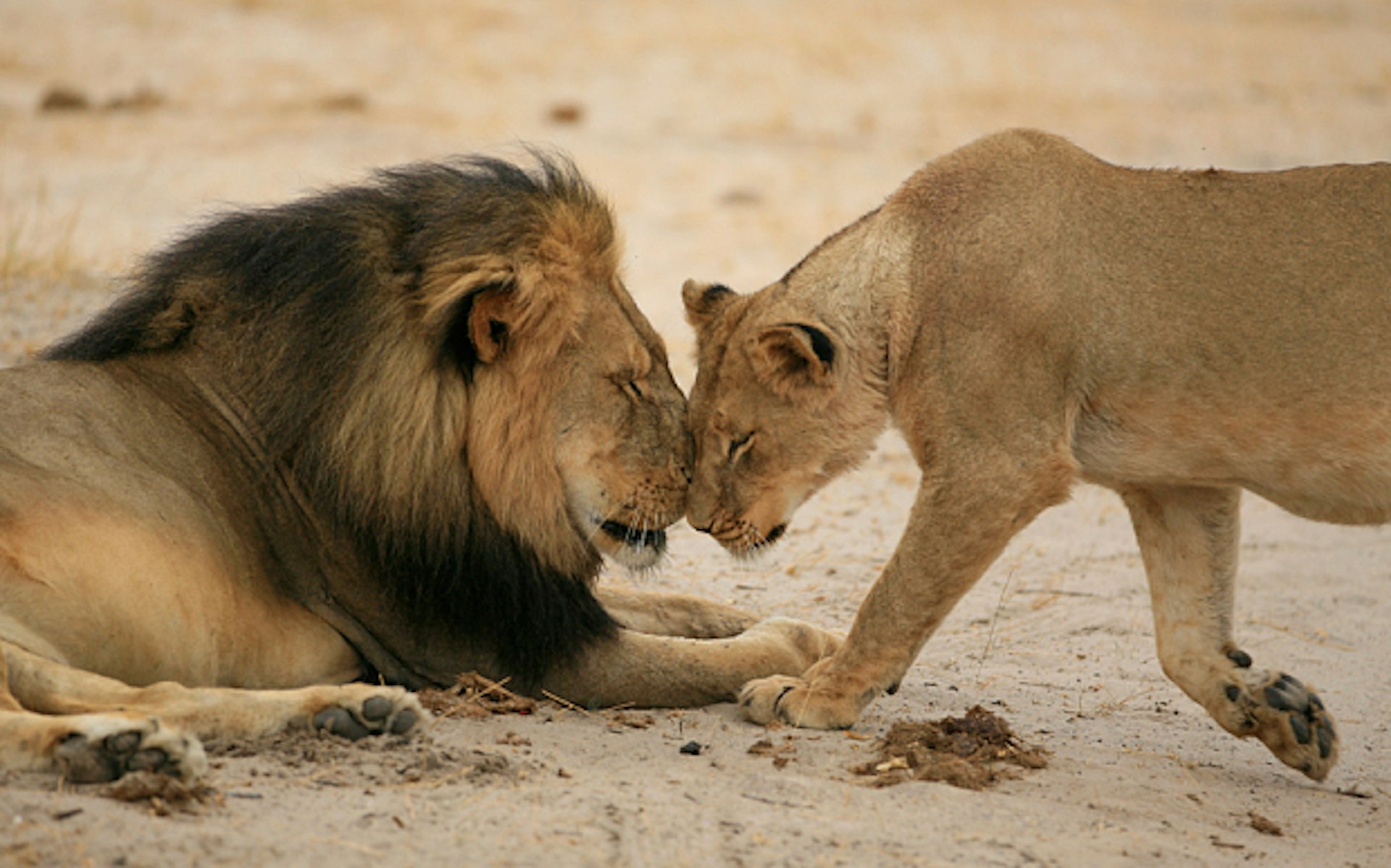 Surprising reactions from around the world to the killing of Cecil the Lion in Zimbabwe