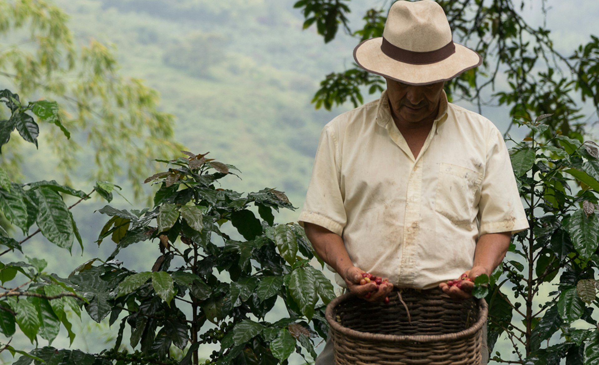 Peace is offering Colombia's coffee trade a chance to grow
