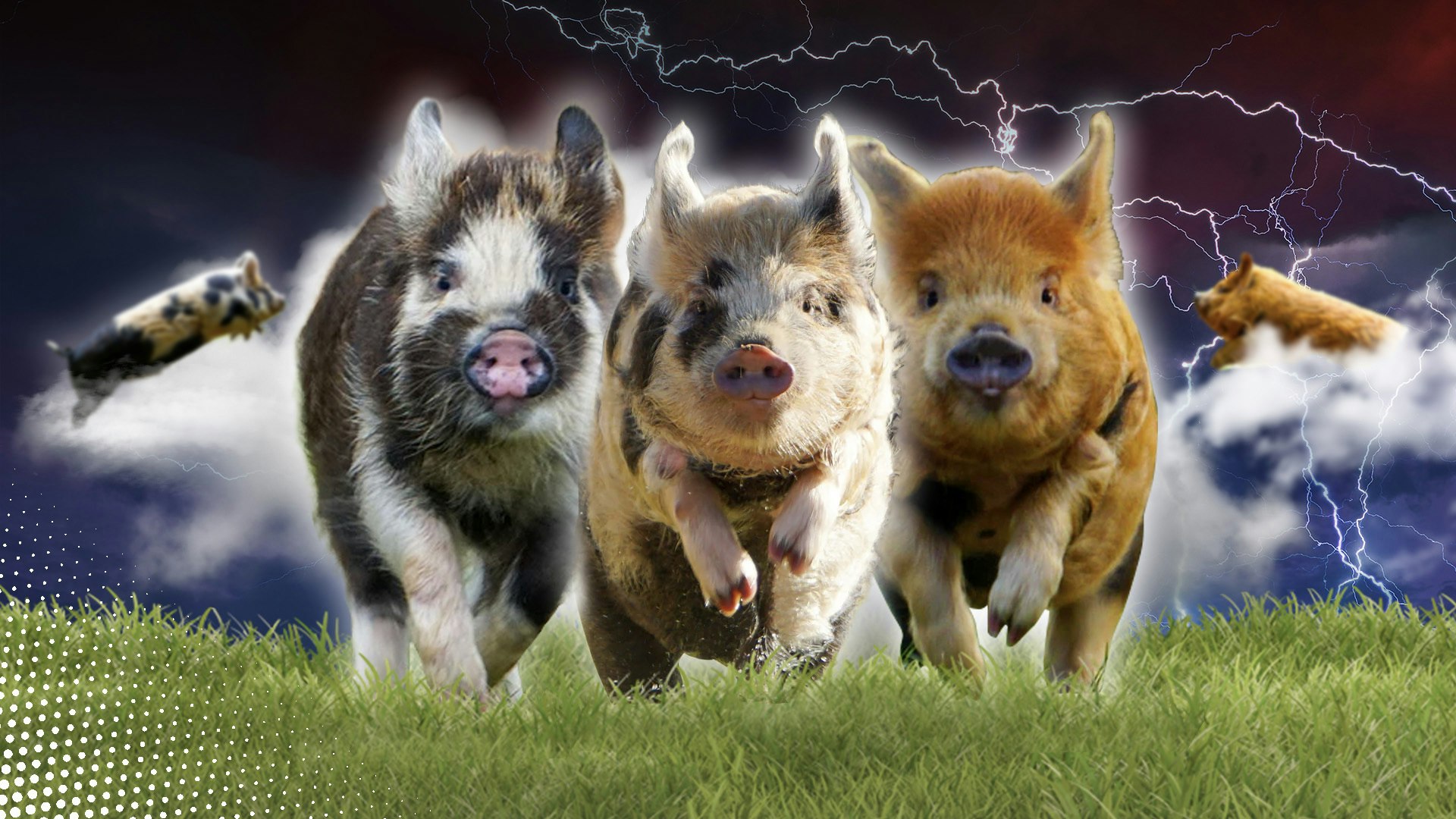 Inside the wild world of online pig racing