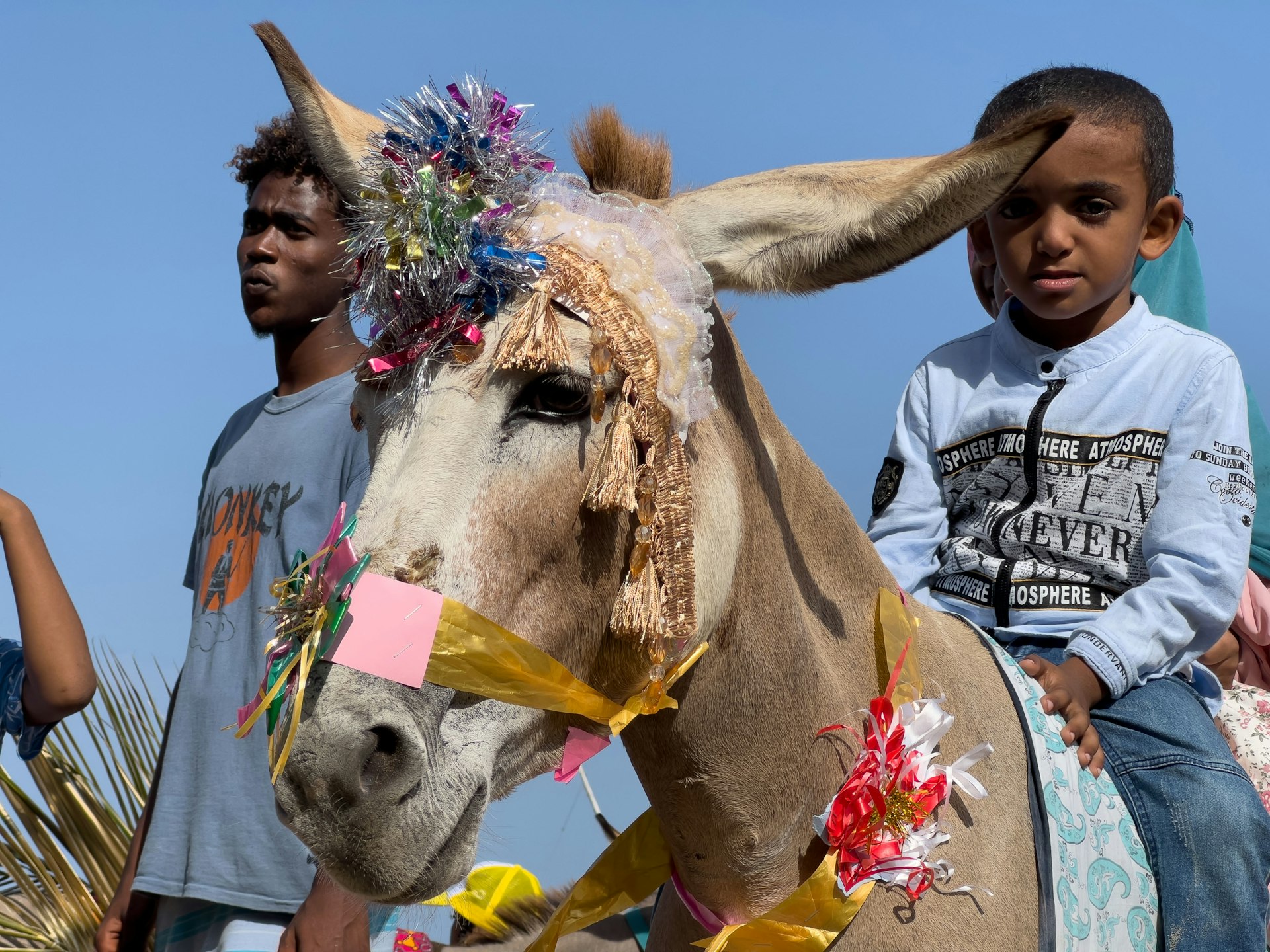 The beautiful donkeys of Lamu