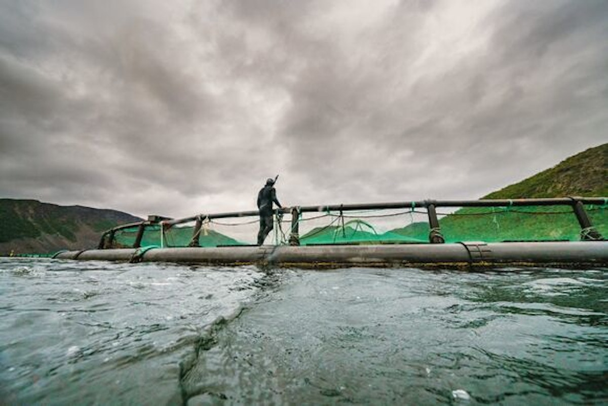 The disturbing truth behind open-net fish farming