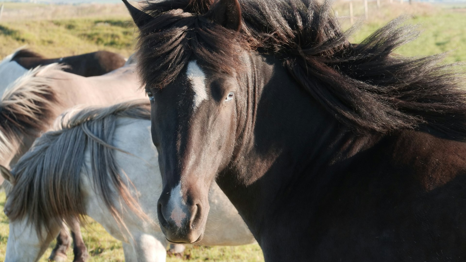 Inside Iceland’s horse blood farms