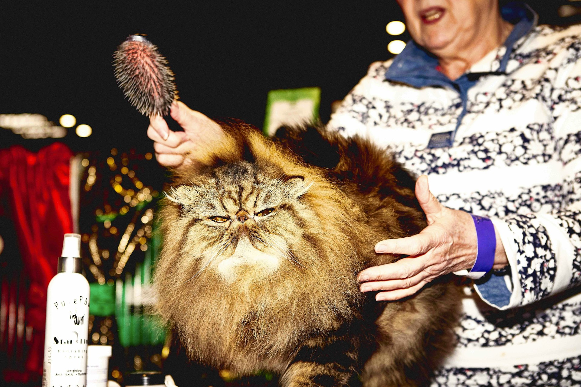 Dispatches from Birmingham’s Supreme Cat Show