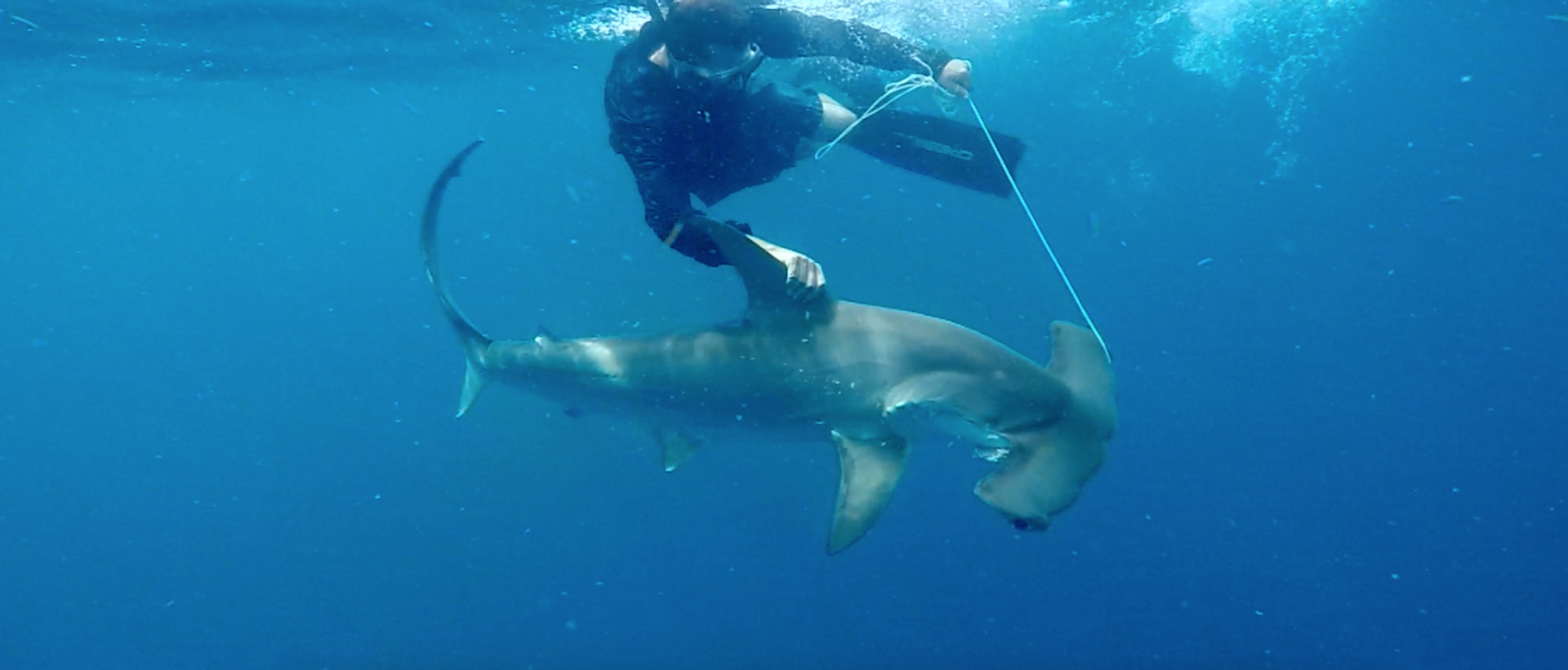 Video: The man who speaks with sharks