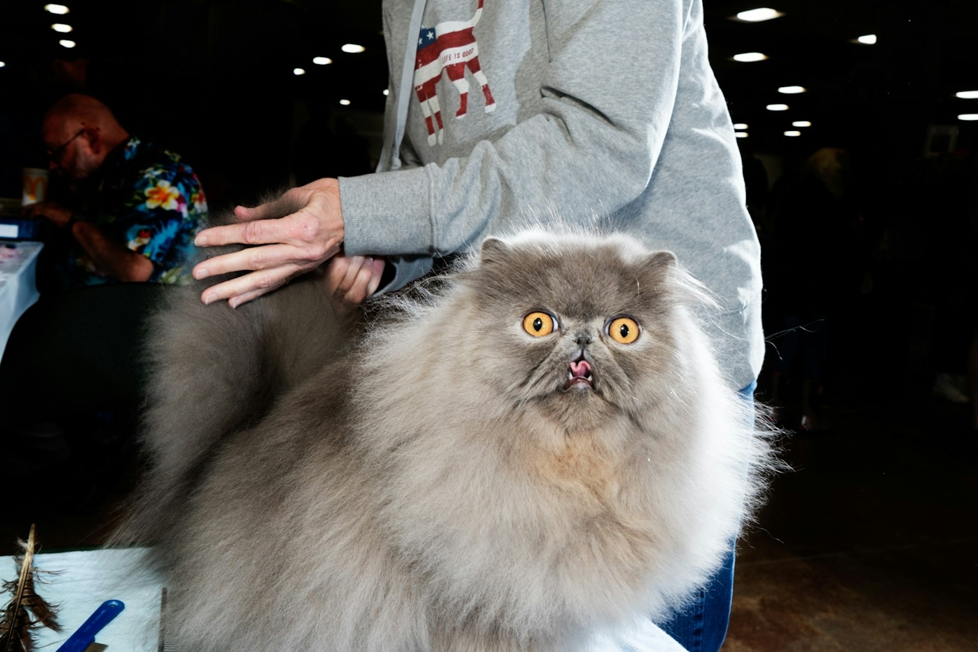 Seven iconic looks from this year’s Saintly City Cat Show