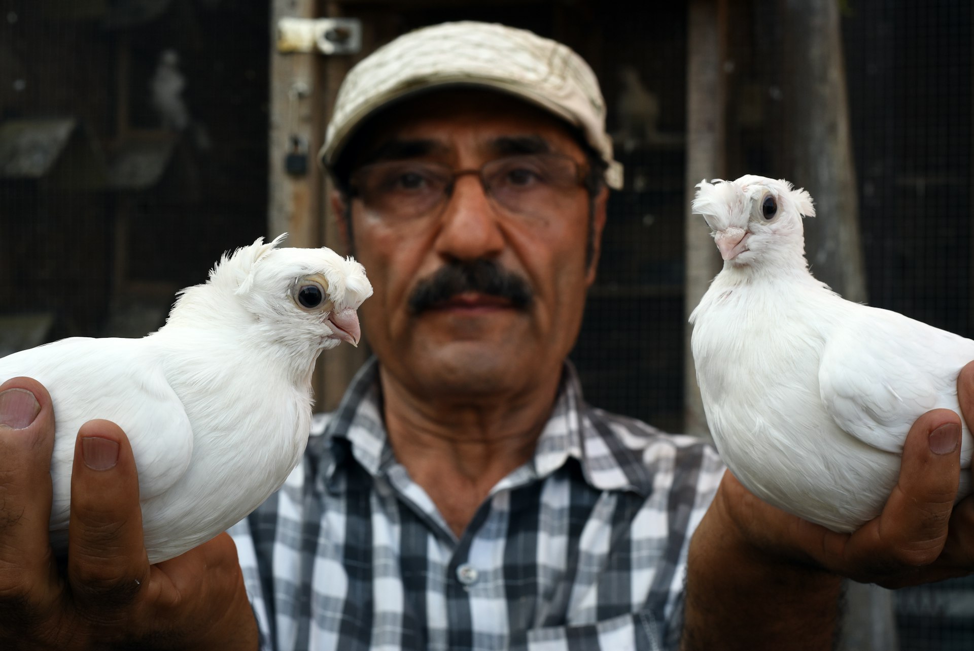 In photos: the last of New York’s pigeon racers