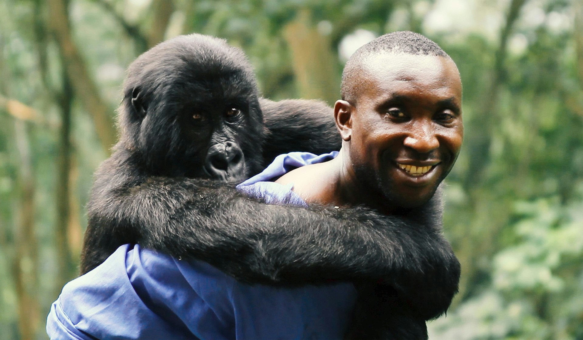 Virunga captures a fierce battle over the world’s last mountain gorillas