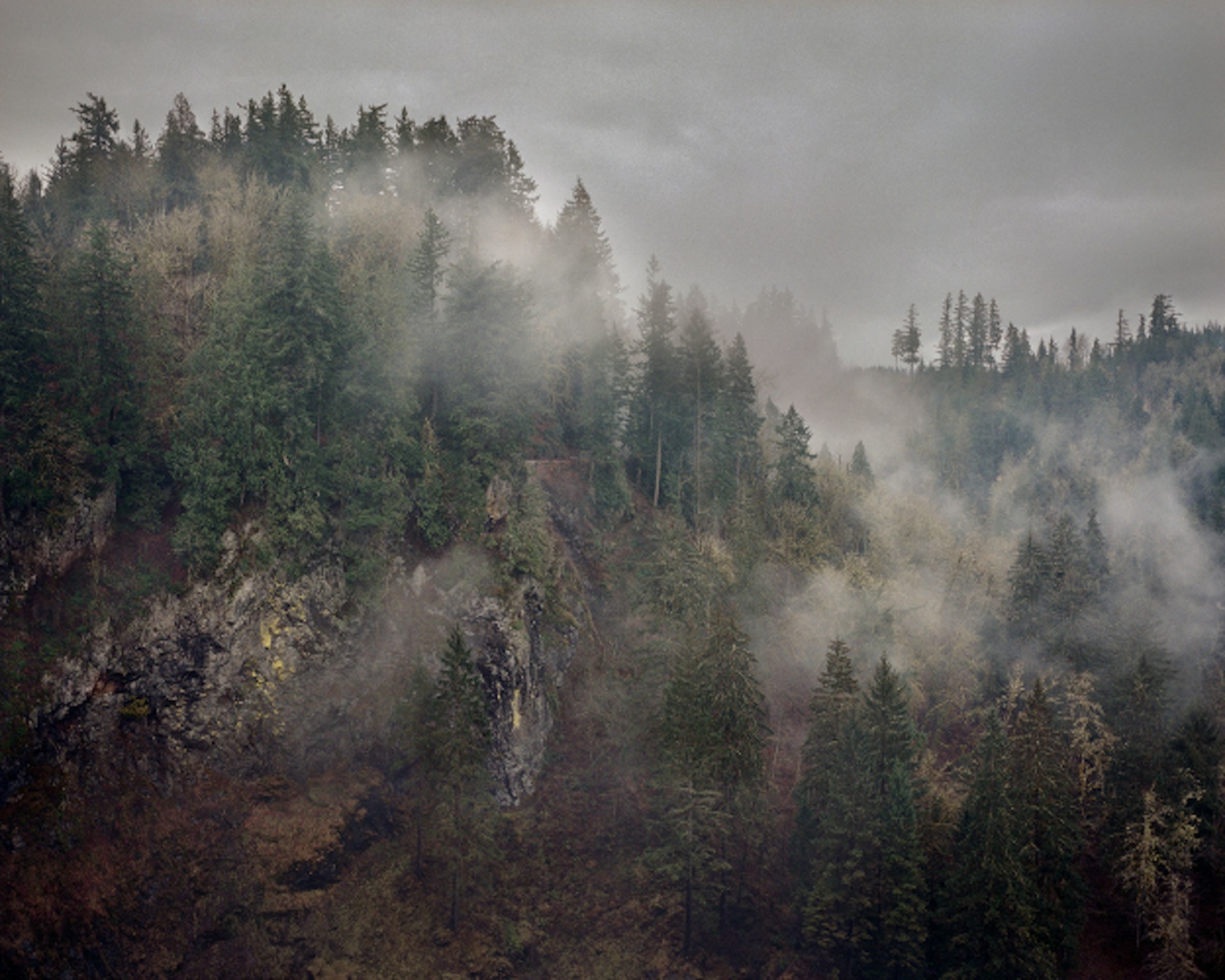Photographer Jenny Riffle on her Pilkington Prize winning image Snoqualmie Evergreens