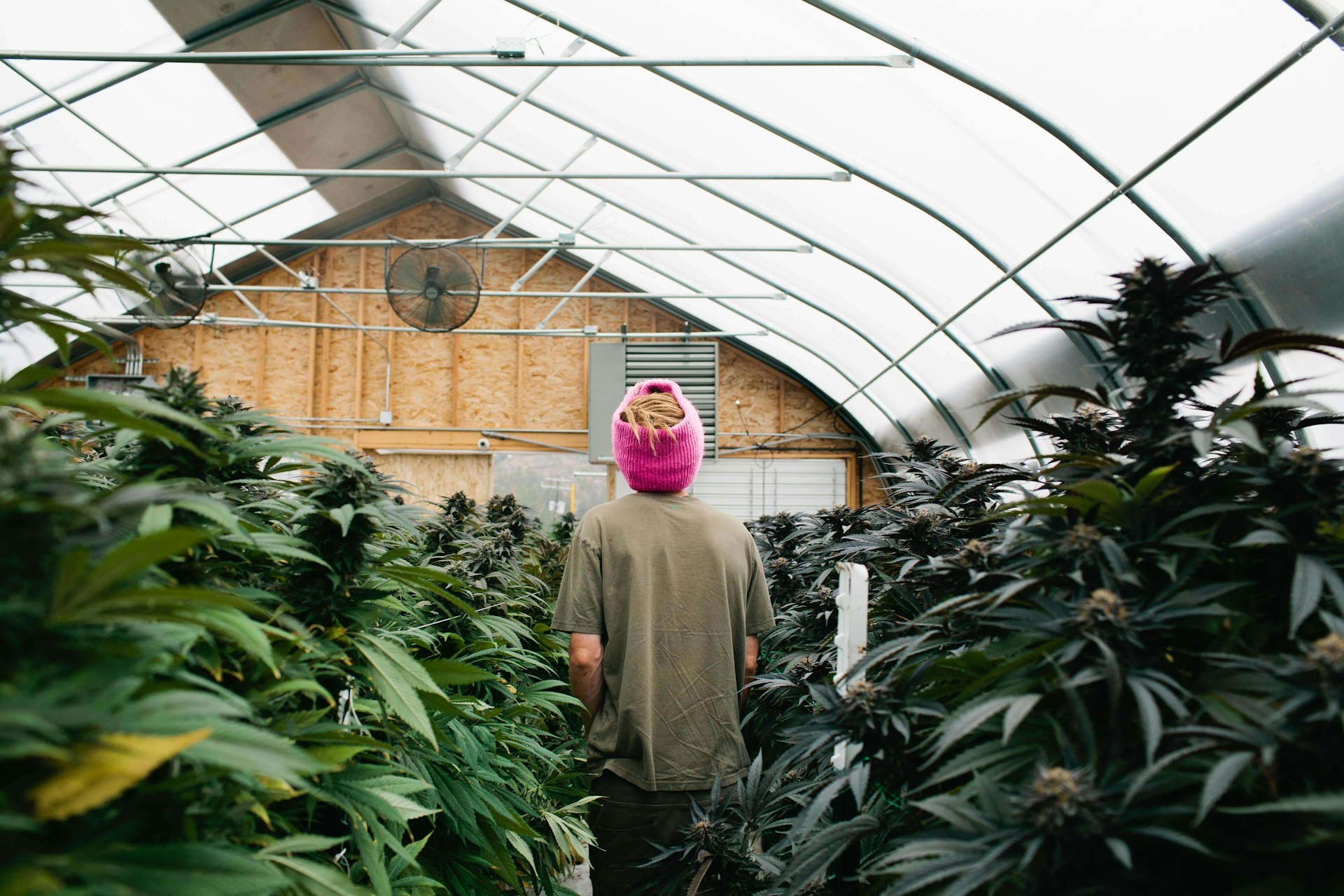 Behind the scenes at America’s new legal cannabis farms