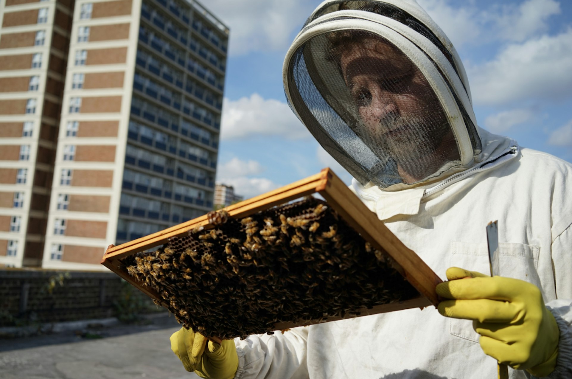 The Londoners fighting to save the planet with bumble bees