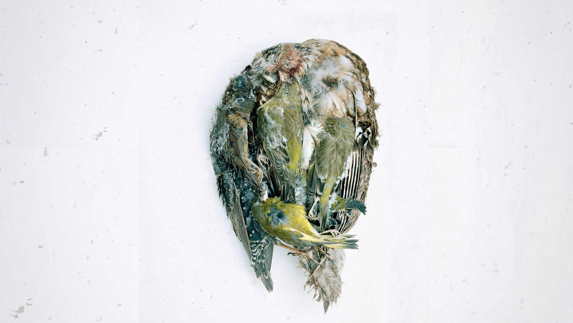Unidentified bird by Spencer Murphy.