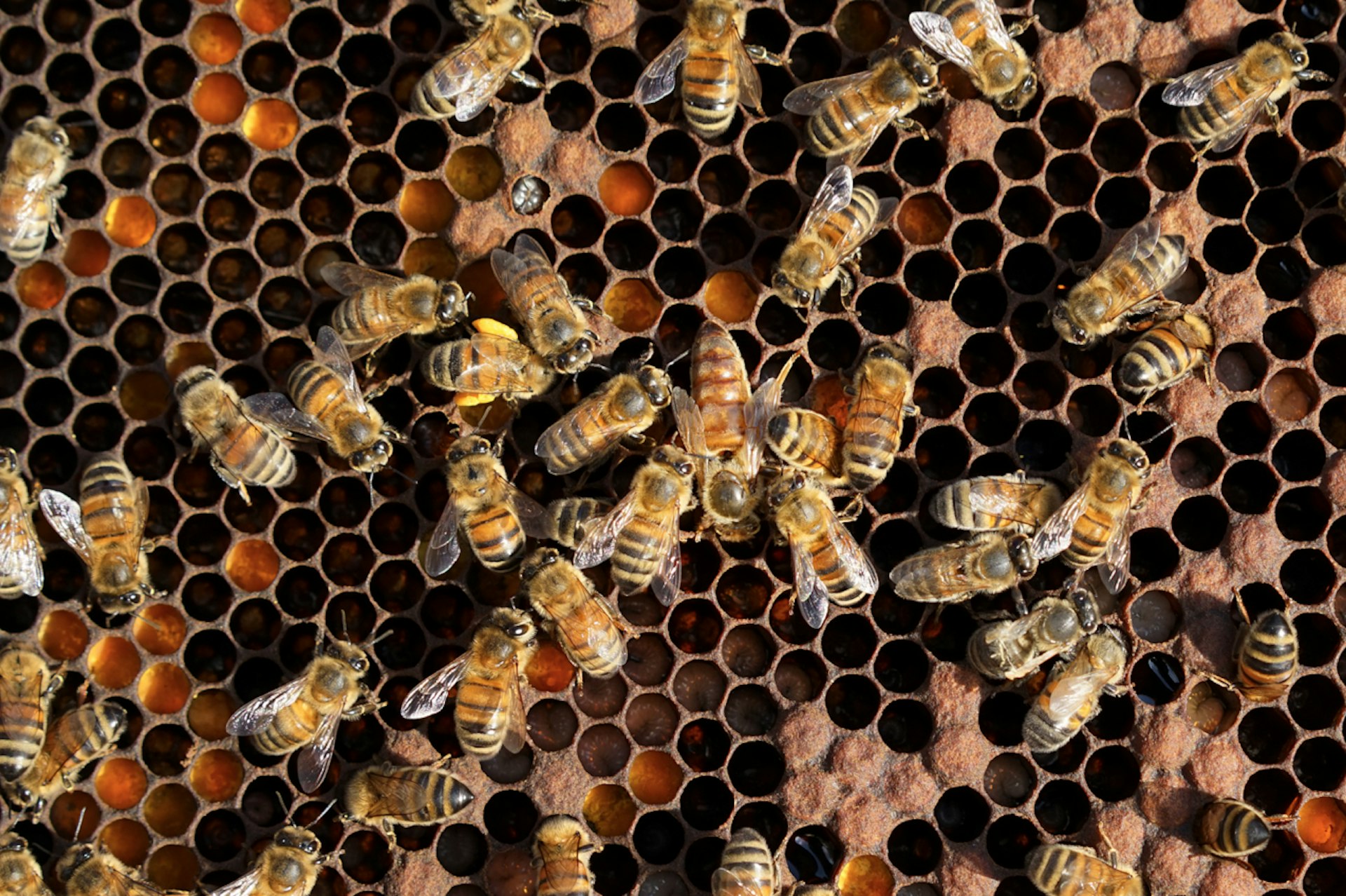 london-beekeepers-4