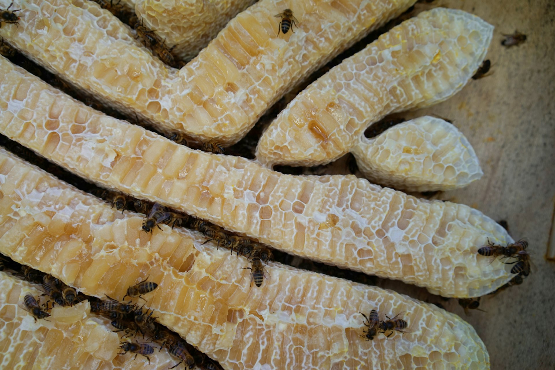 london-beekeepers-5