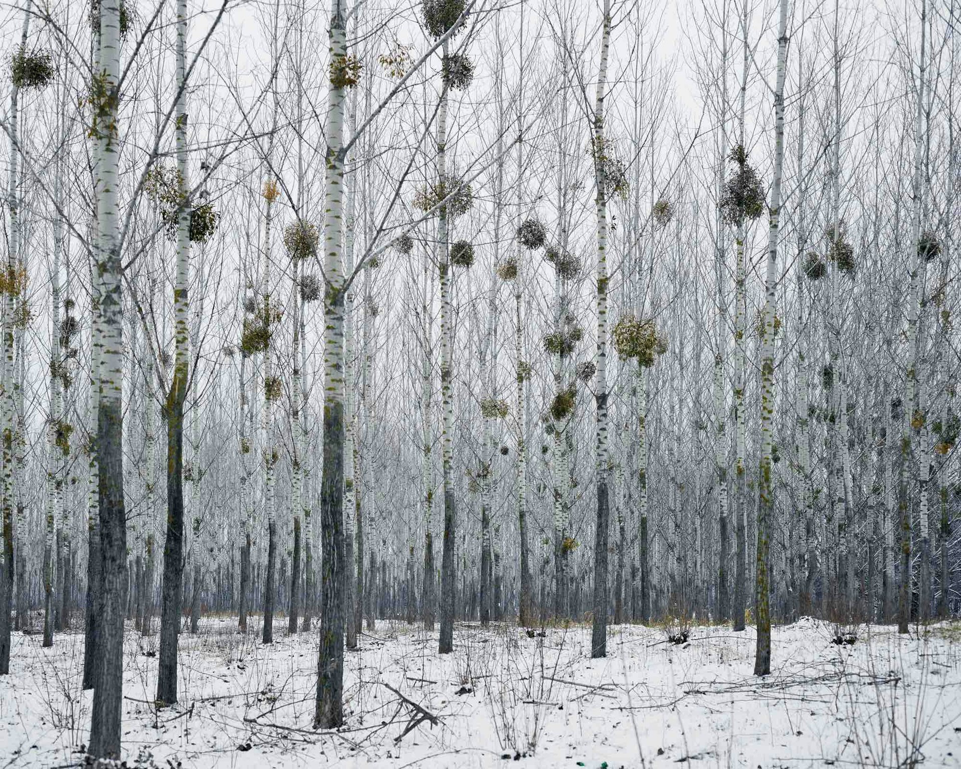 Forest With Mistletoe, West Romania, from the series Notes for an Epilogue, 2011-2015 © Tamas Dezso. Courtesy of The Photographers' Gallery.
