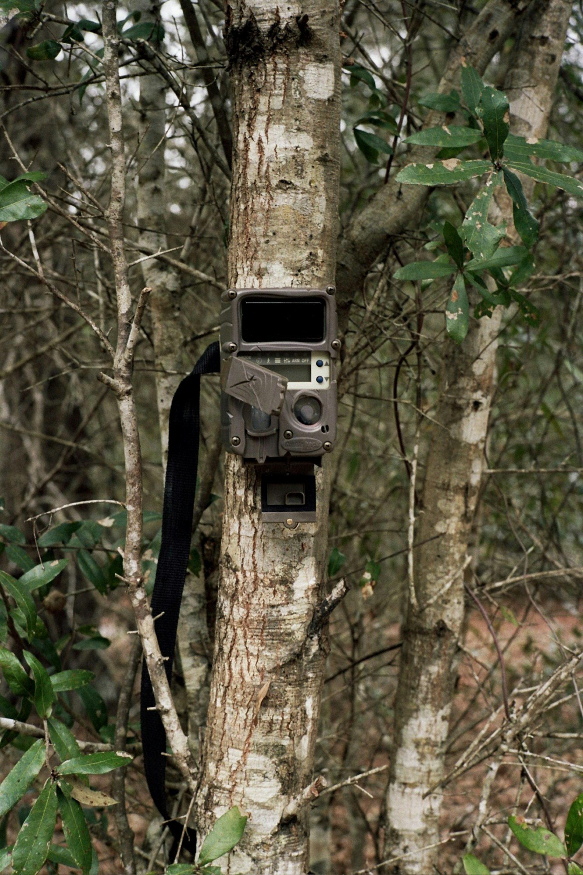 Trail Camera, Little Orange Creek Nature Preserve, Hawthorne, Florida, 2016