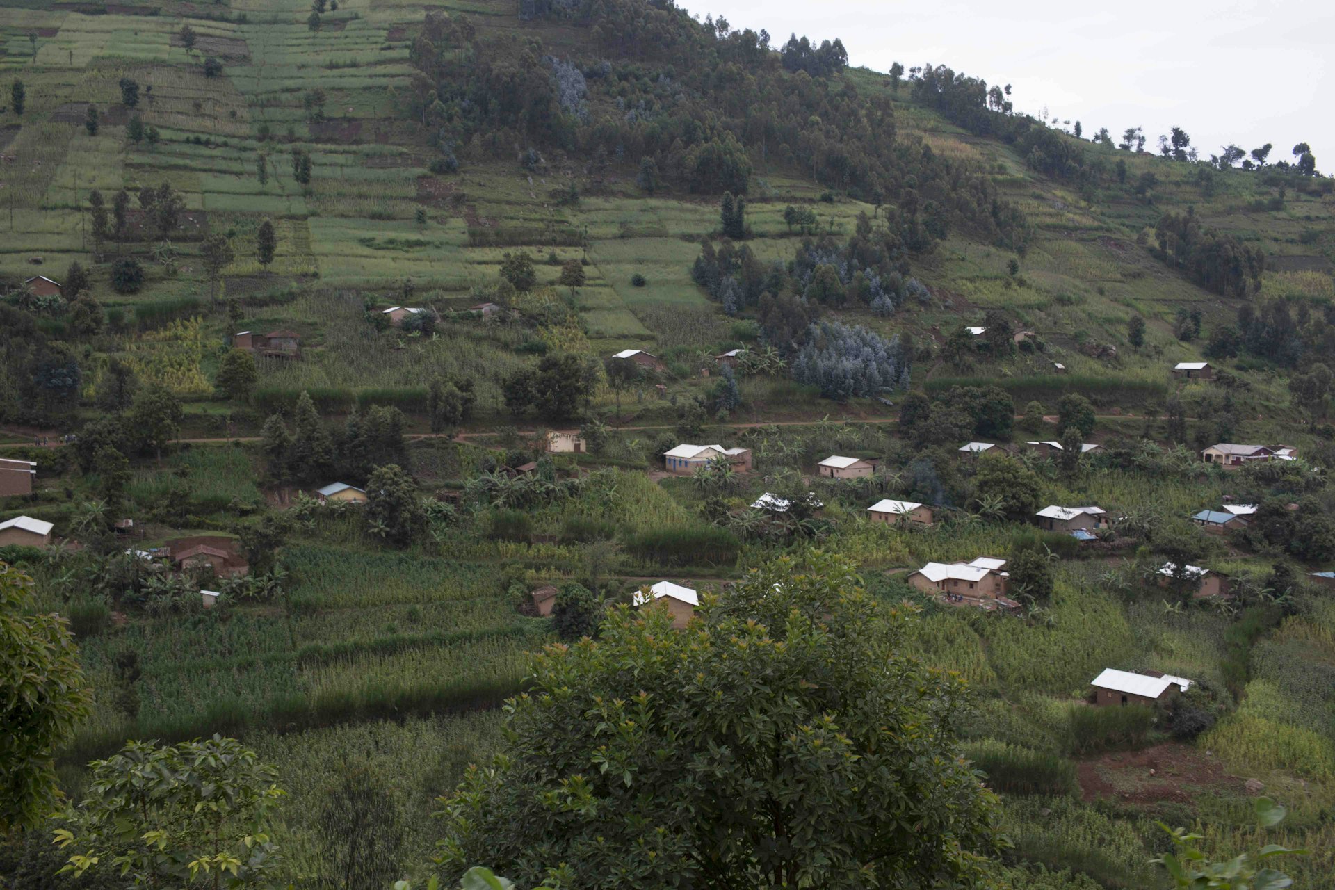 Rural houses on Rwanda's famed rolling hills, Musanze province