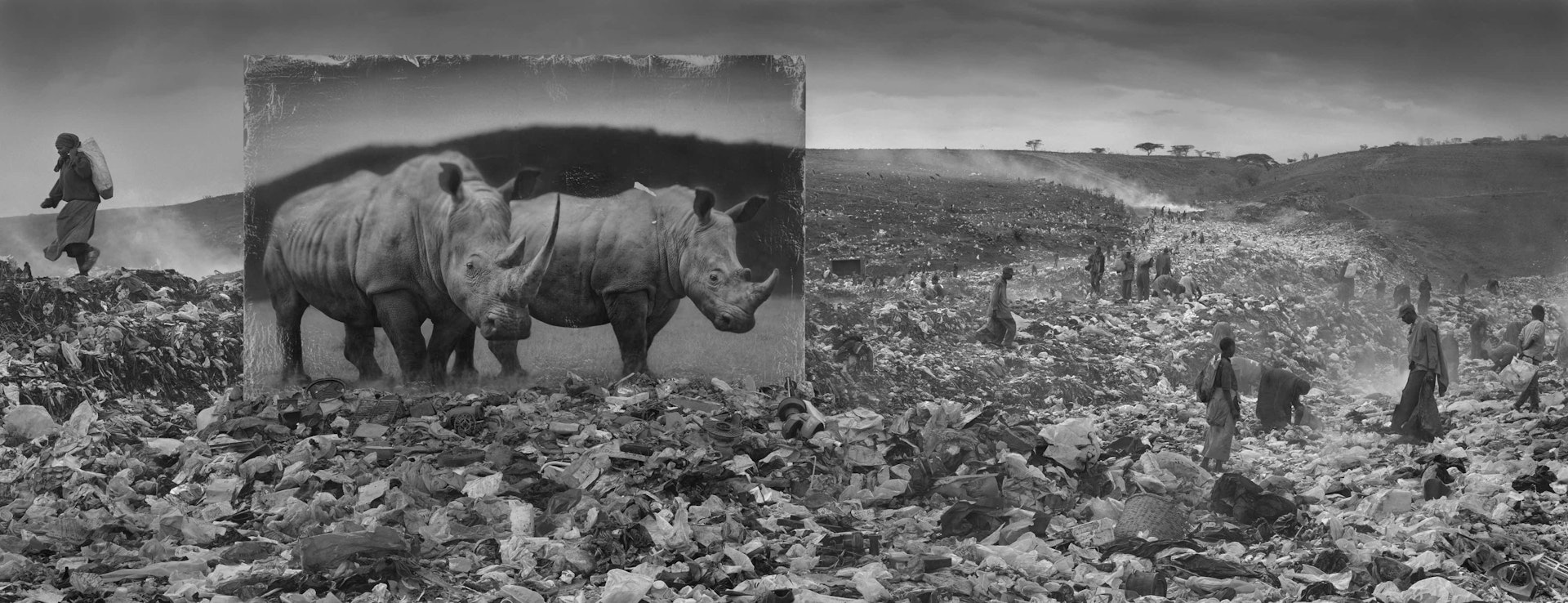 'Wasteland With Rhinos'