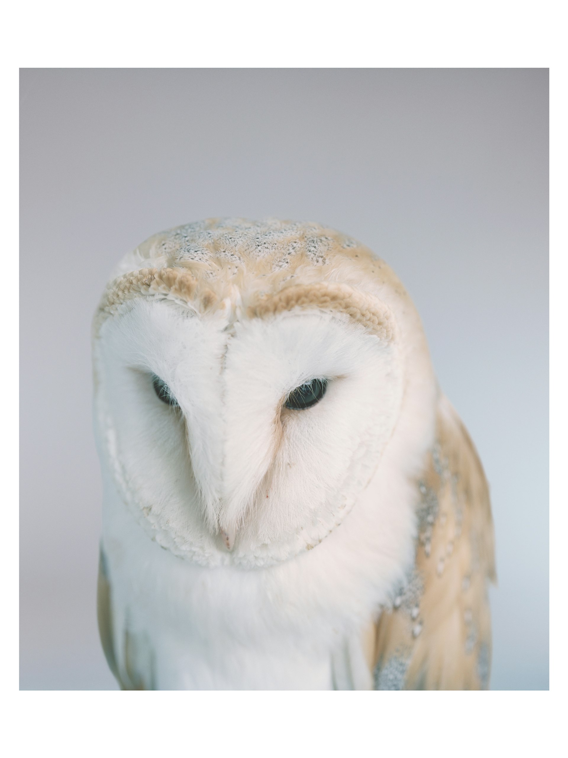 Barn Owl, 2014