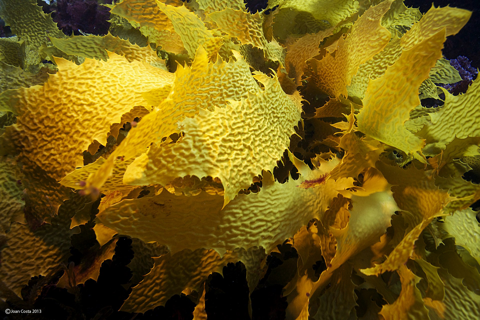 4-Australian kelp J_Costa2013