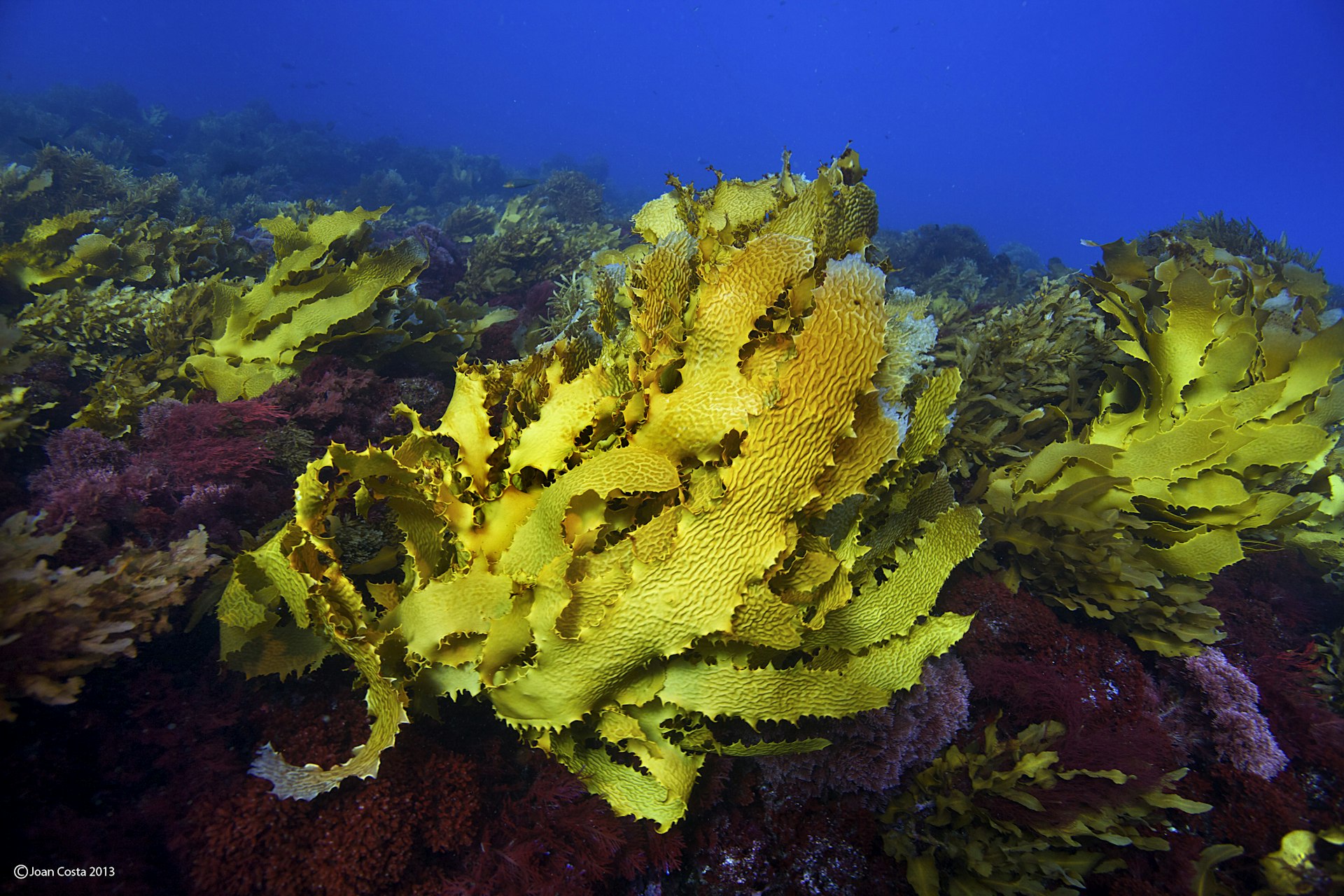 5-Australian_kelp_photo_J_Costa2013