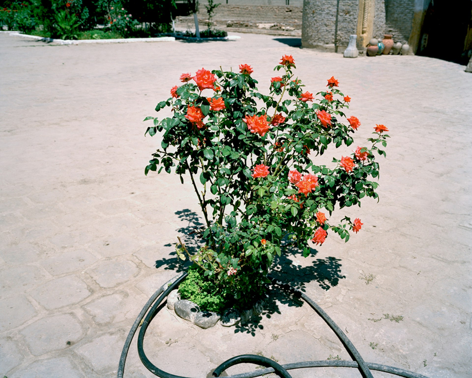 Marco-Barbieri-Water-In-The-Desert-Roses
