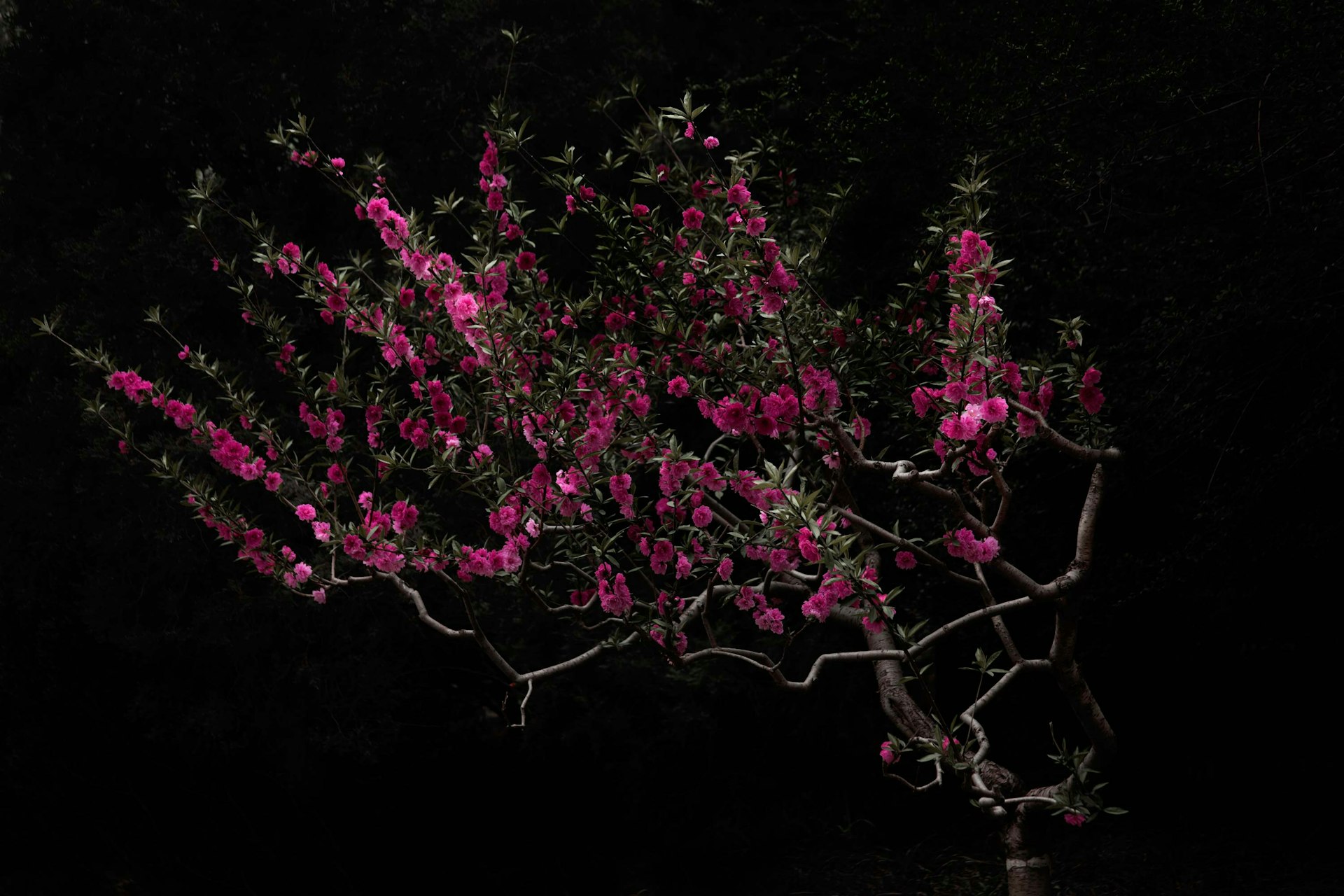 ©-Shen-Wei,-Peach-Tree,-2016,-Chromogenic-print.-Courtesy-of-Flowers-Gallery,-London-and-New-York