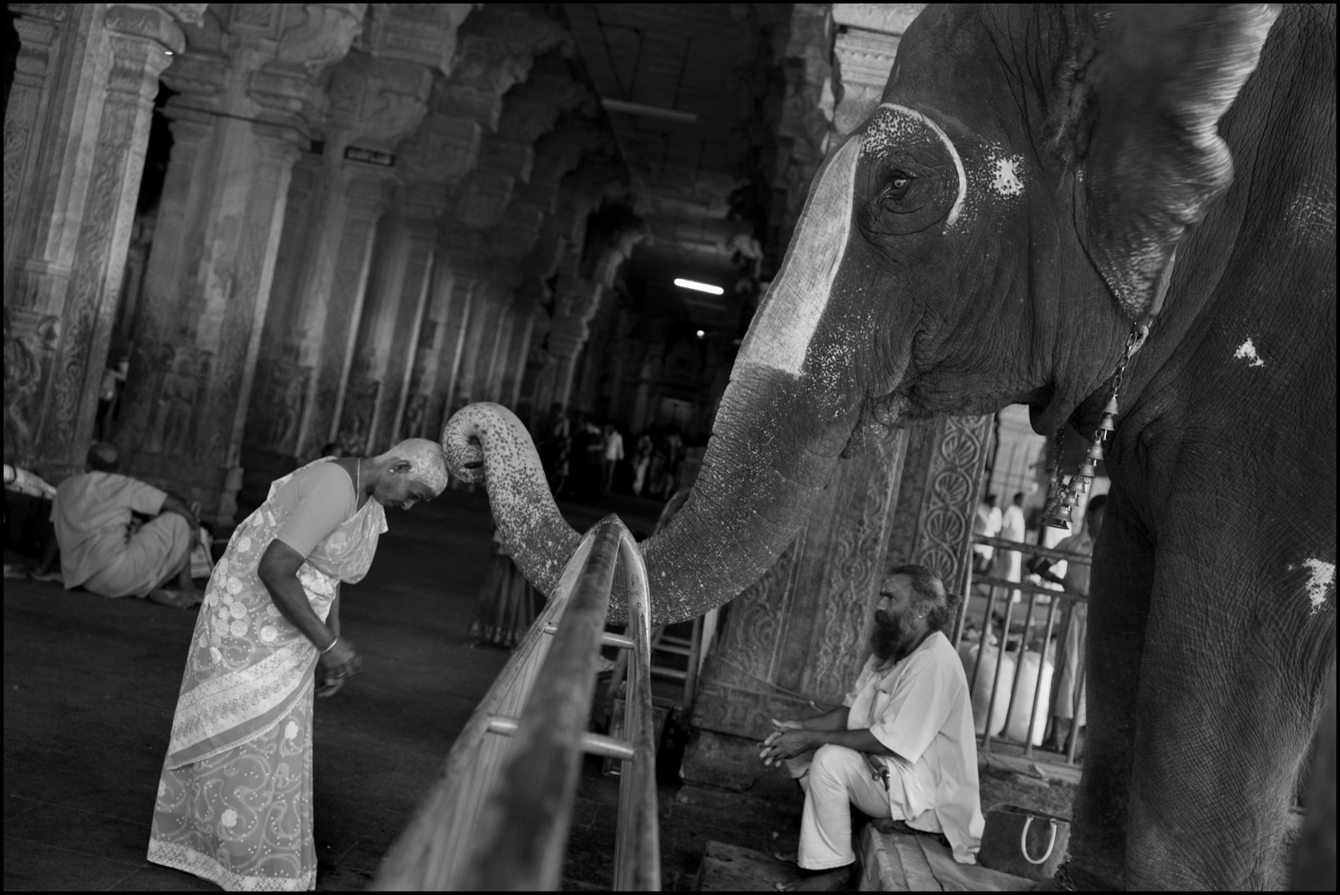At the Sri Ranganathaswamy temple, an elephant blesses a pilgrim with its trunk after receiving a cash donation. The pilgrim has offered her hair to a resident deity, and her shaved head is covered with tumeric paste for protection; Tiruchirapalli (Trichy), India.