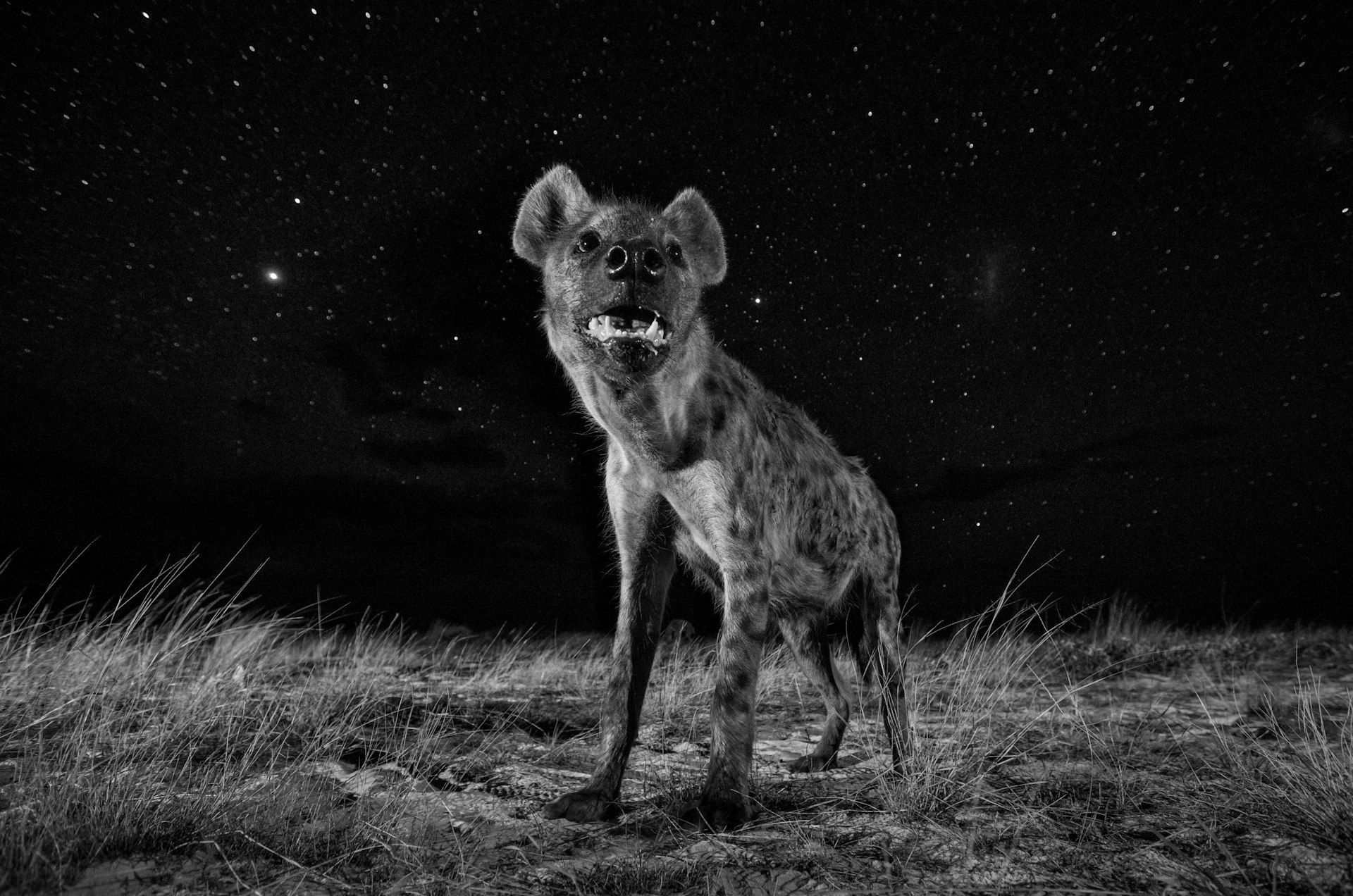 African Wildlife at Night