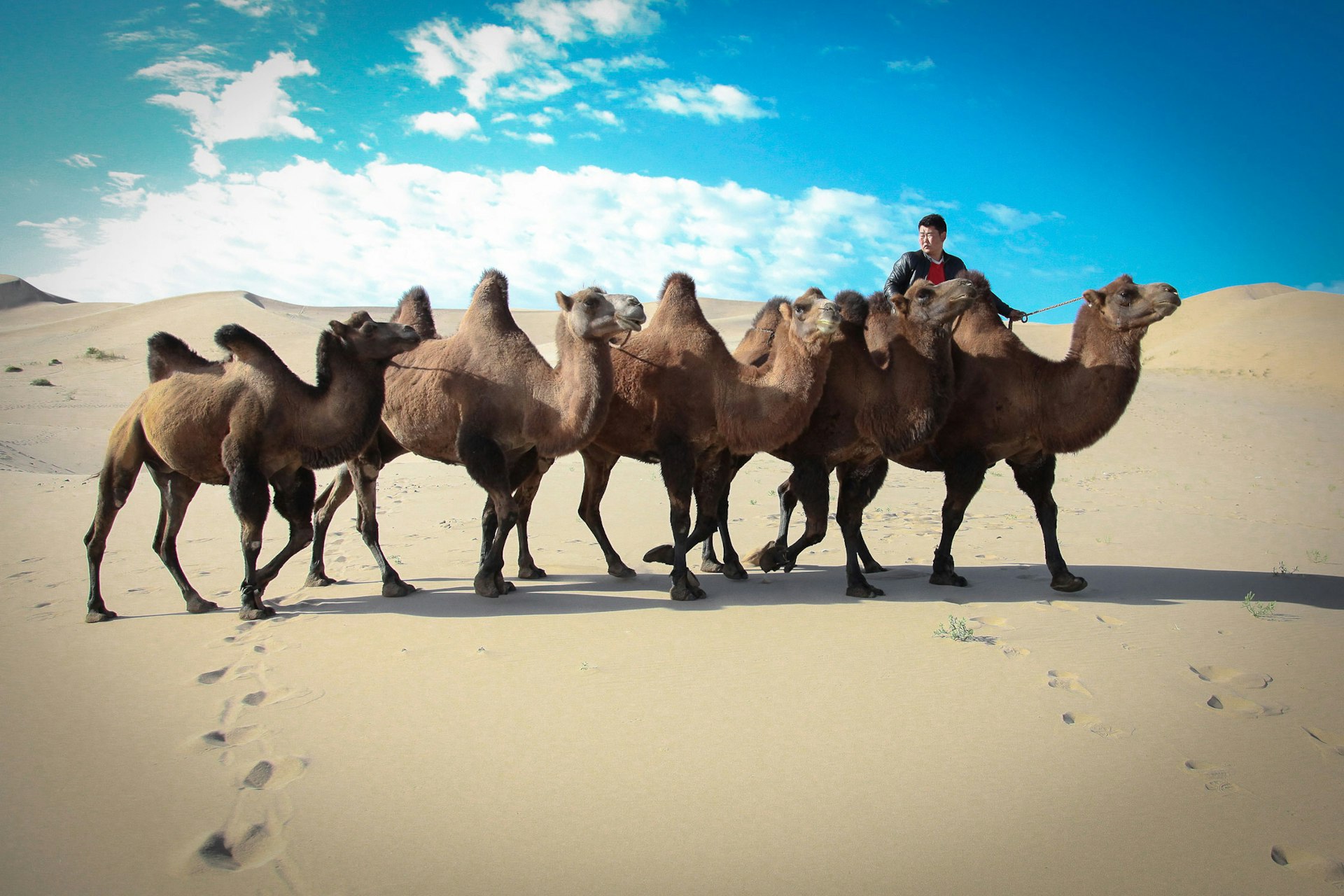 Camel herders, Gobi, Mongolia.
