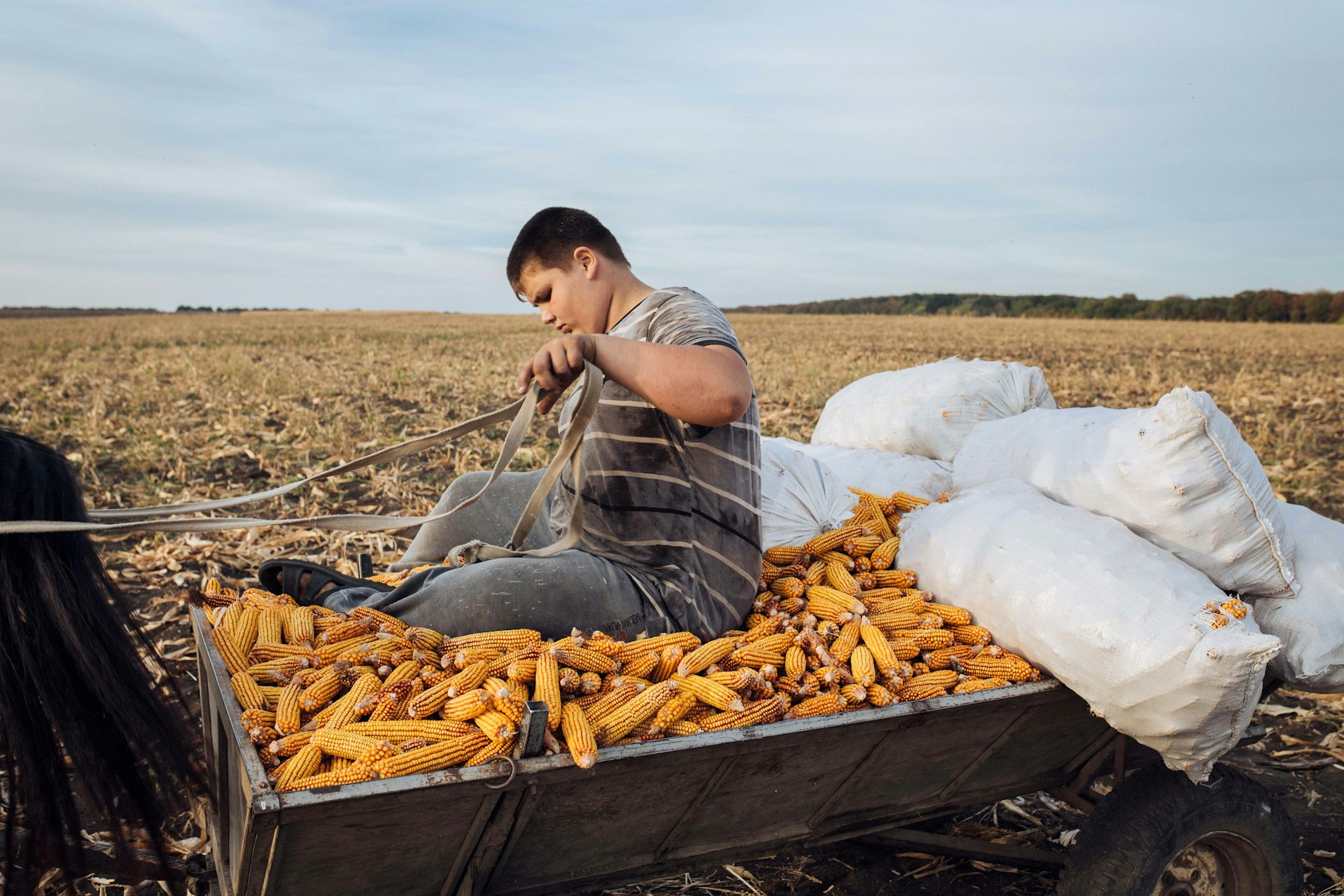 Fourteen-year-old Maxim harvests corn in the autumn sunshine. Despite his age, Maxim is expected to work on his parents' farm every day as well as attending school in a neighbouring village.