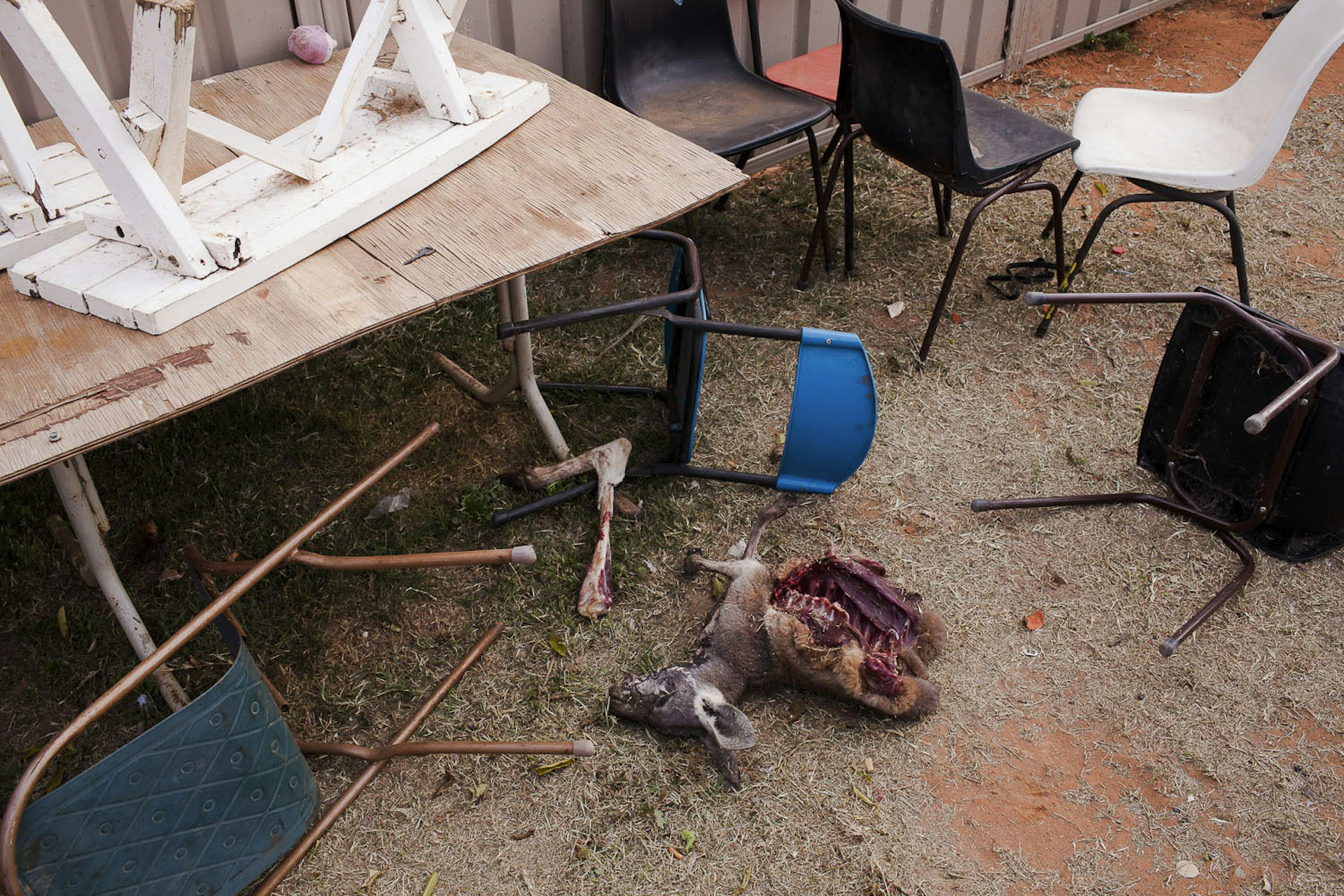A discarded kangaroo torso left for the dogs. David Maurice Smith/Oculi.
