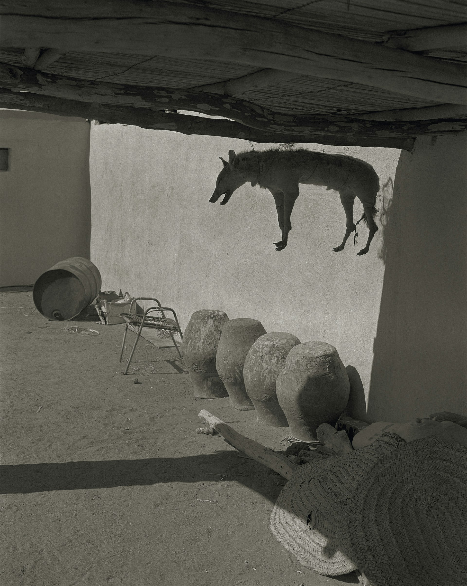 Claude Iverné, Naturalised dog, Toshka, Dar Sukkott, Nubia, Feb. 2002. Pas-de-Calais, 2016