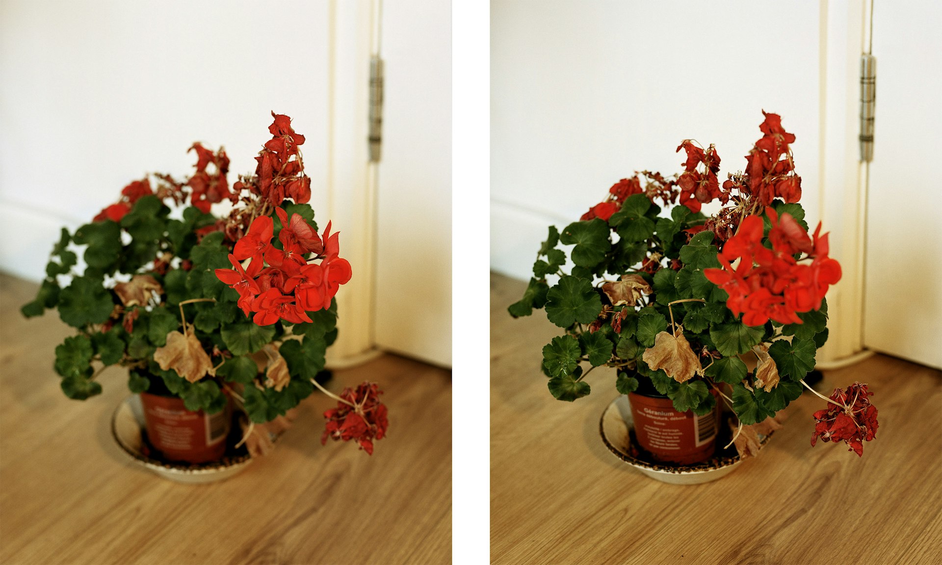 red plant 001