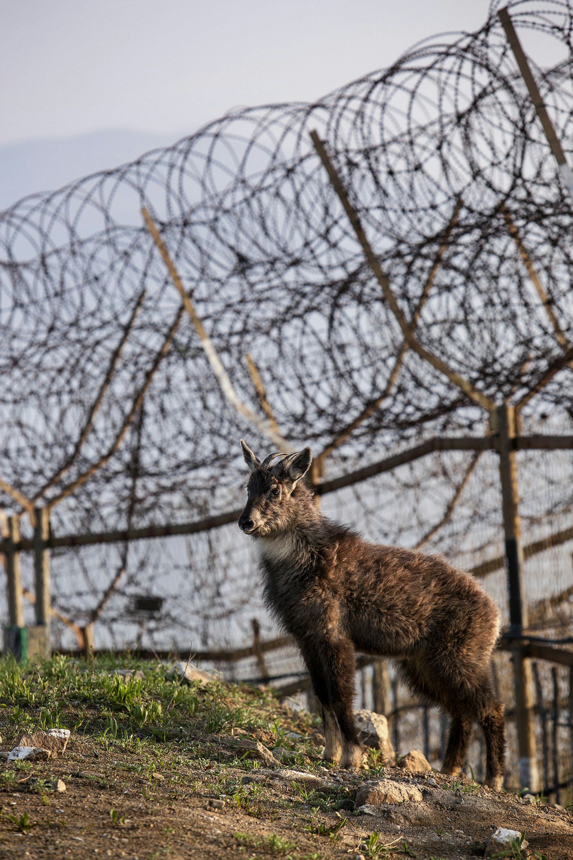 Endangered mountain goat stands in front of the barbed wire fence of the SSL, which is the southern border of the DMZ.