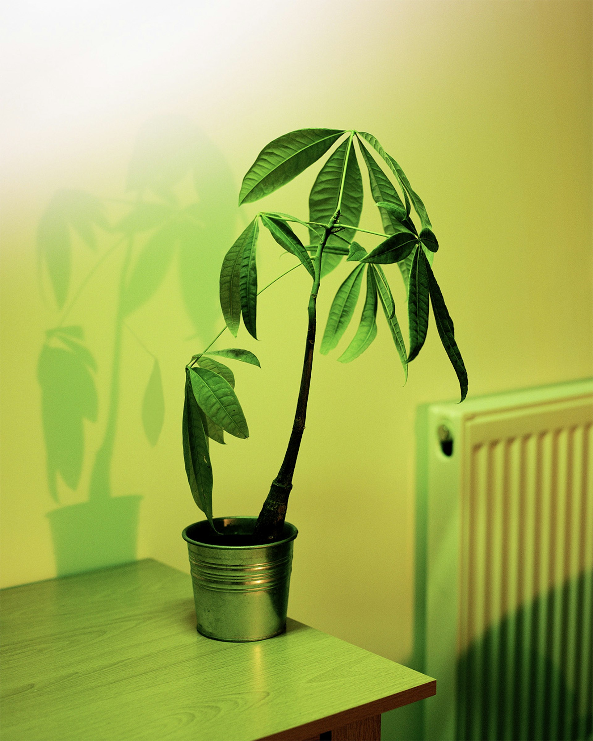 plant 001