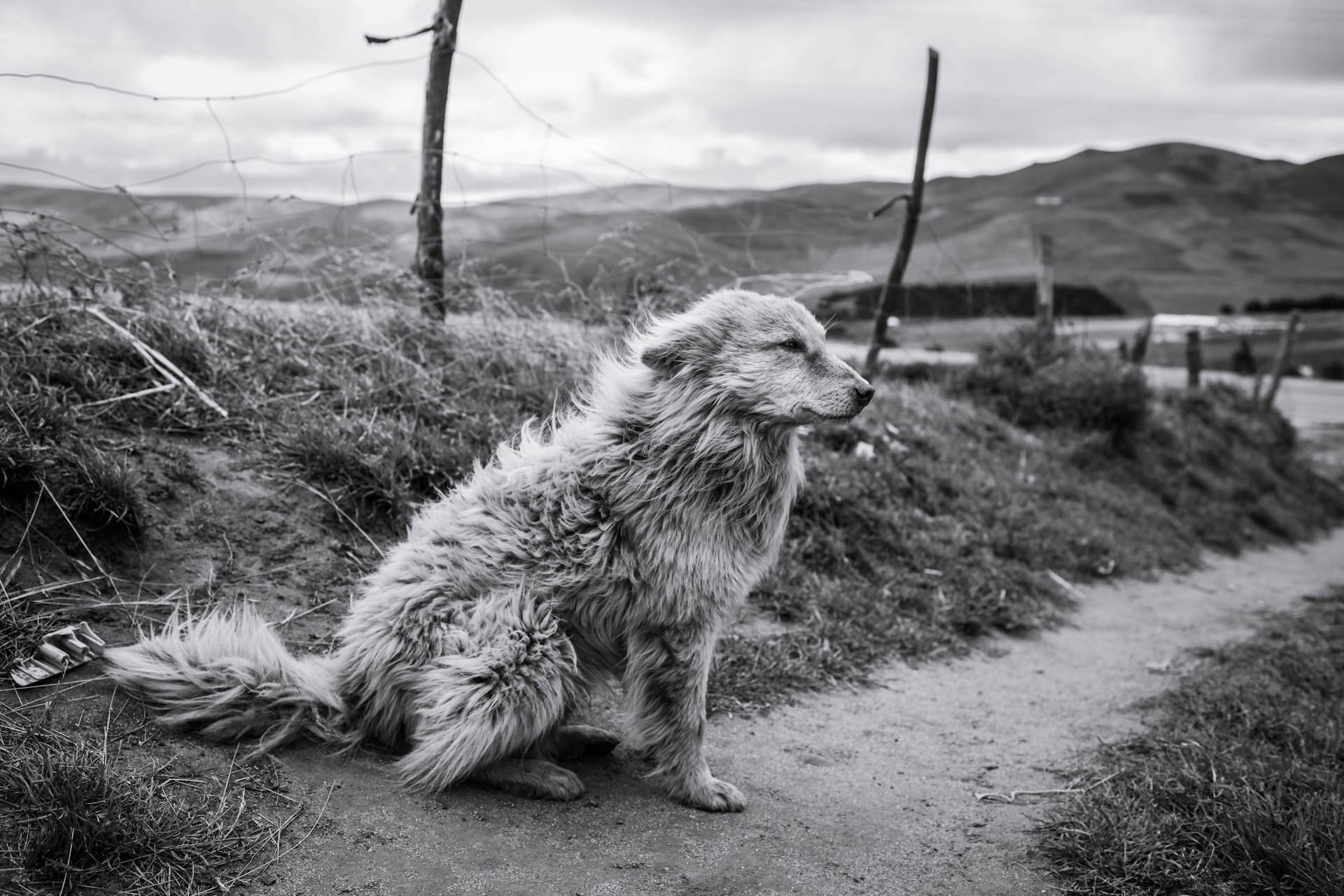The Farmer's Dog by Anna Rebecka Lindberg, Sweden