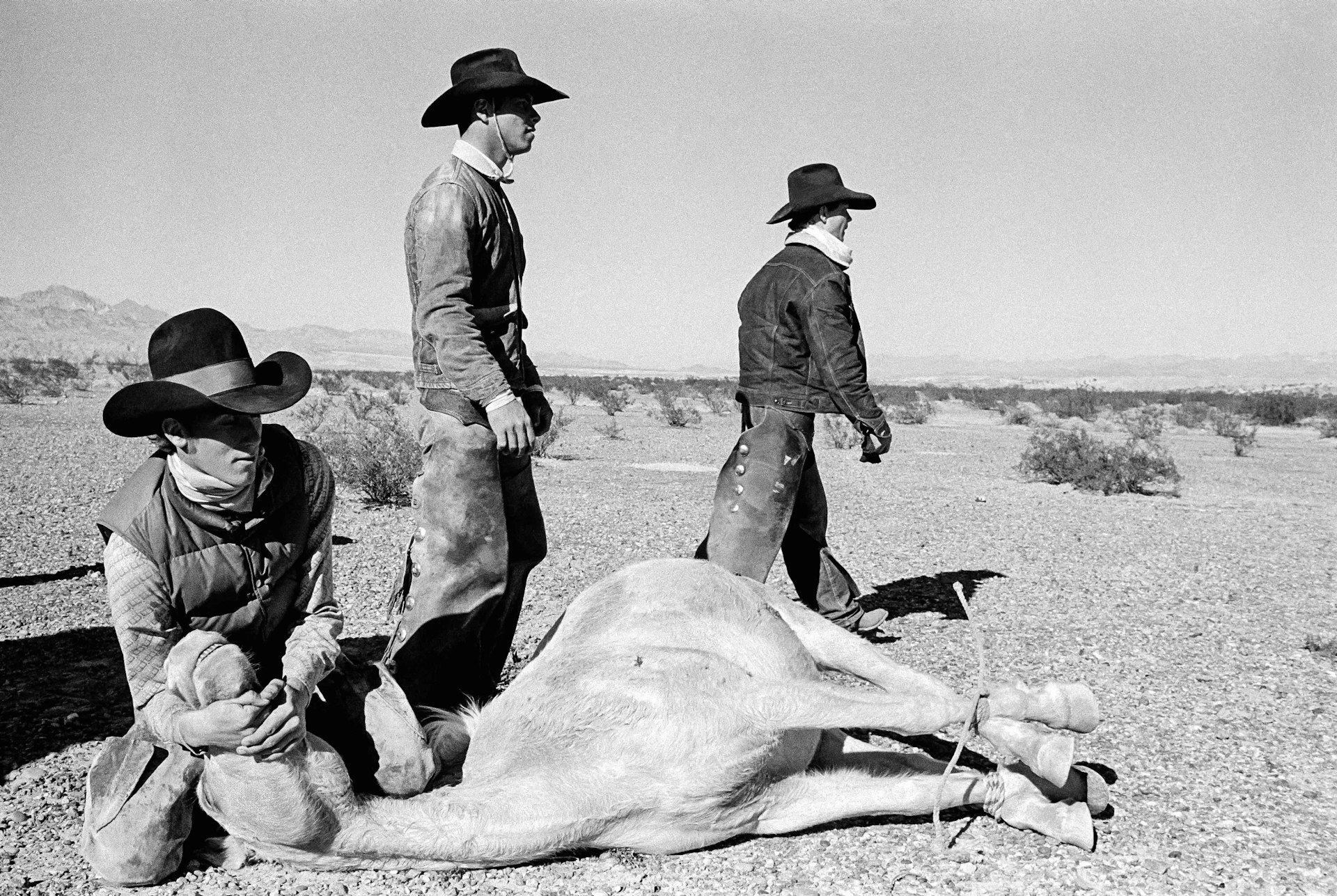 The round-up of the last wild horses in the desert of Arizona. 1980.