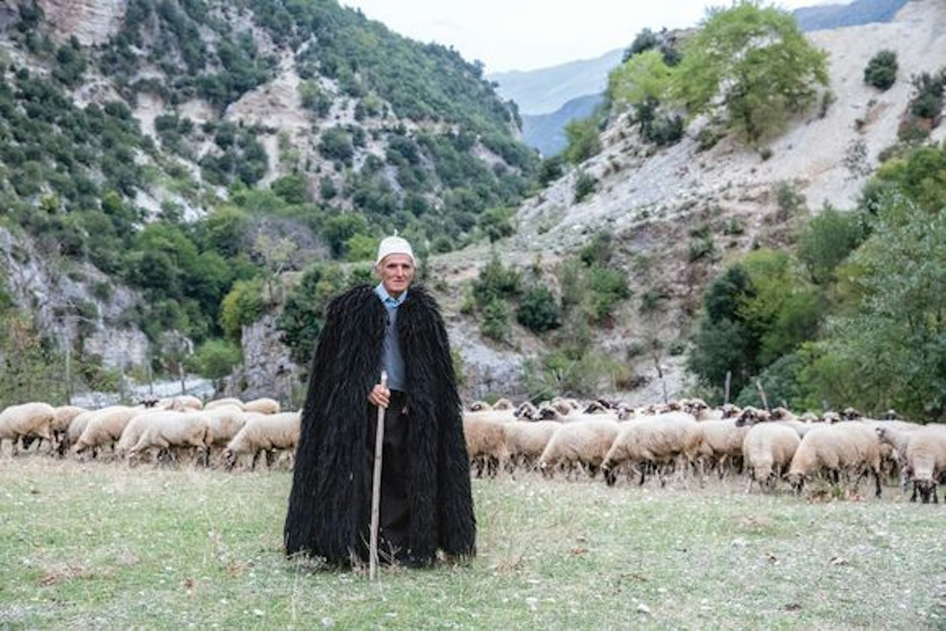 A shepherd guards his flock near the Bënçë River in Albania.