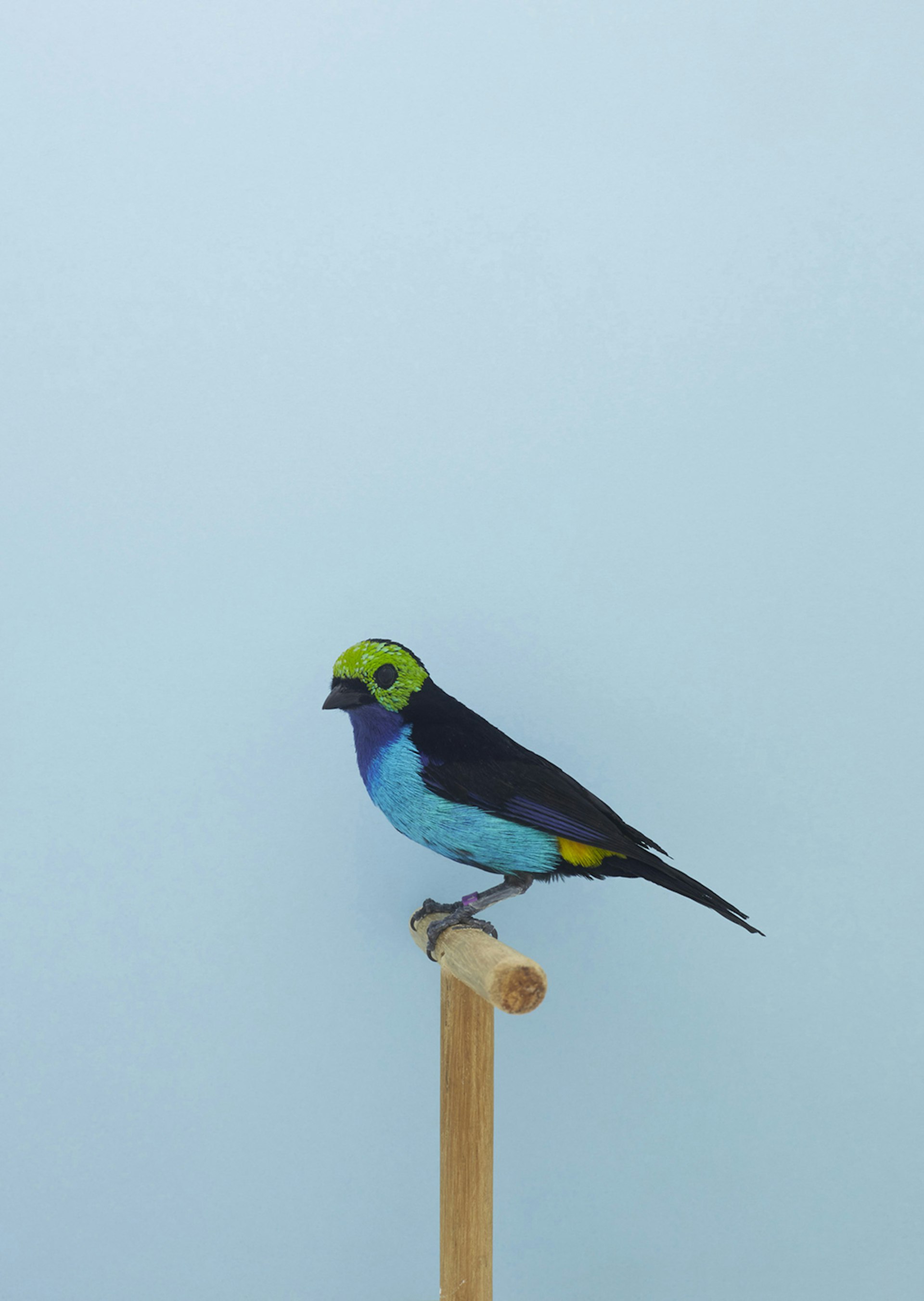A60W9781-Paradise tanager