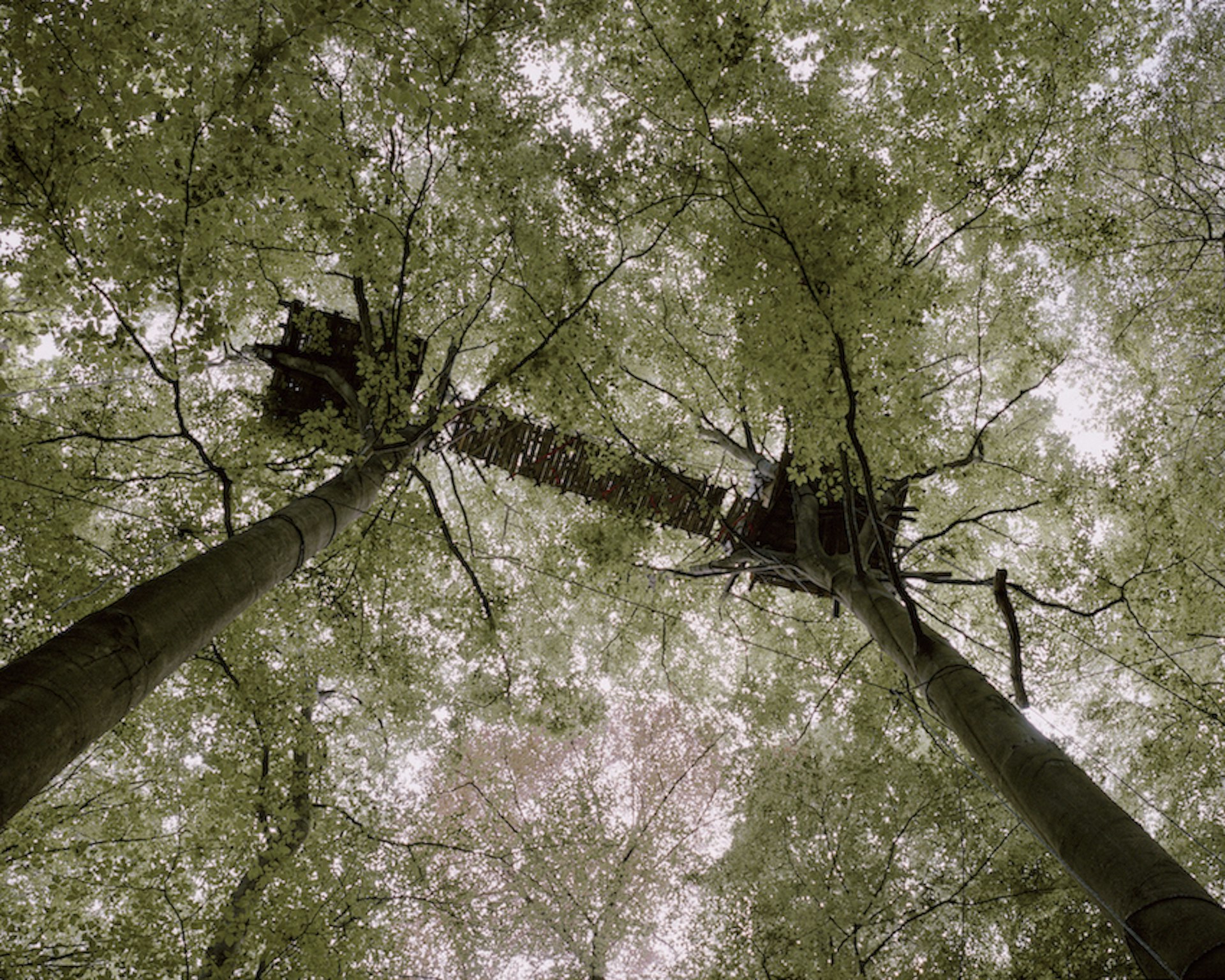 A worm's eye view of a treehouse high in the trees of the forest